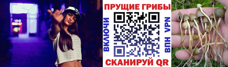 Псилоцибиновые грибы GOLDEN TEACHER  Петропавловск-Камчатский 